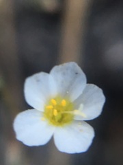 Linanthus inyoensis
