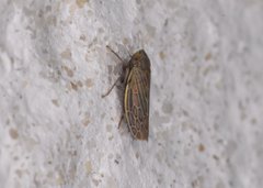 Deltocephalini