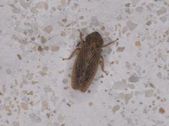 Deltocephalini
