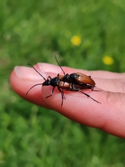 Pedostrangalia pubescens