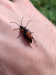 Pedostrangalia pubescens