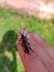 Pedostrangalia pubescens