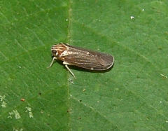 Synecdoche impunctata