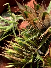 Barleria elegans orientalis