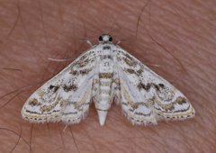 Parapoynx allionealis