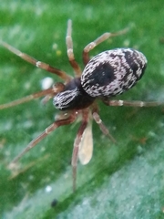 Dictyna uncinata