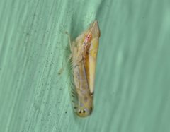 Scaphytopius elegans