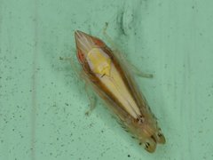 Scaphytopius elegans