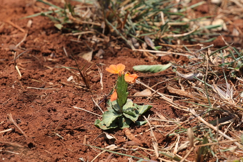 Image of Crossandra zuluensis by (c) Roy Lowry, some rights reserved (CC BY)