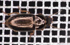 Selenophorus