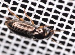 Selenophorus