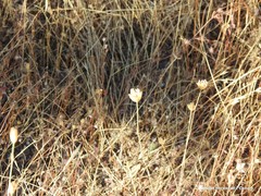 Petrorhagia prolifera