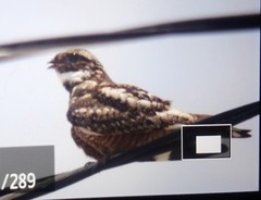 Chordeiles acutipennis