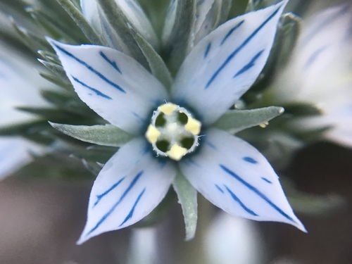 Frasera tubulosa