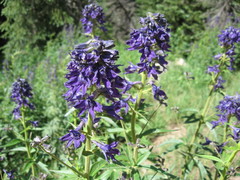 Delphinium barbeyi