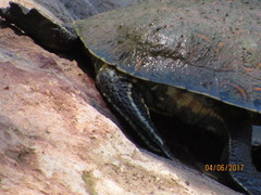 Trachemys nebulosa hiltoni