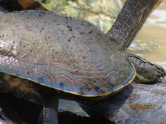 Trachemys nebulosa hiltoni