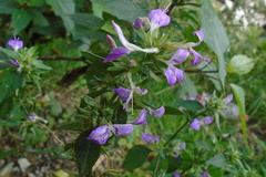Dicliptera bupleuroides