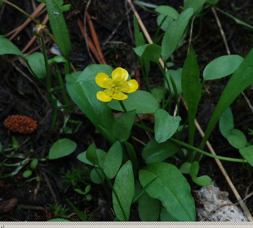 Ranunculus alismifolius var. alismellus