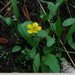 Ranunculus alismifolius alismellus - Photo (c) 2009 Barry Breckling, alguns direitos reservados (CC BY-NC-SA)