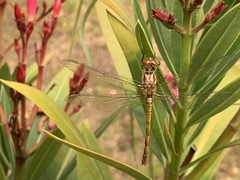 Sympetrum striolatum