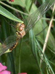 Sympetrum striolatum