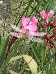Sympetrum striolatum