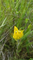 Castilleja levisecta