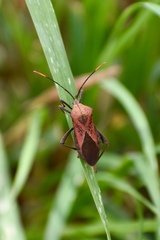 Ochrochira