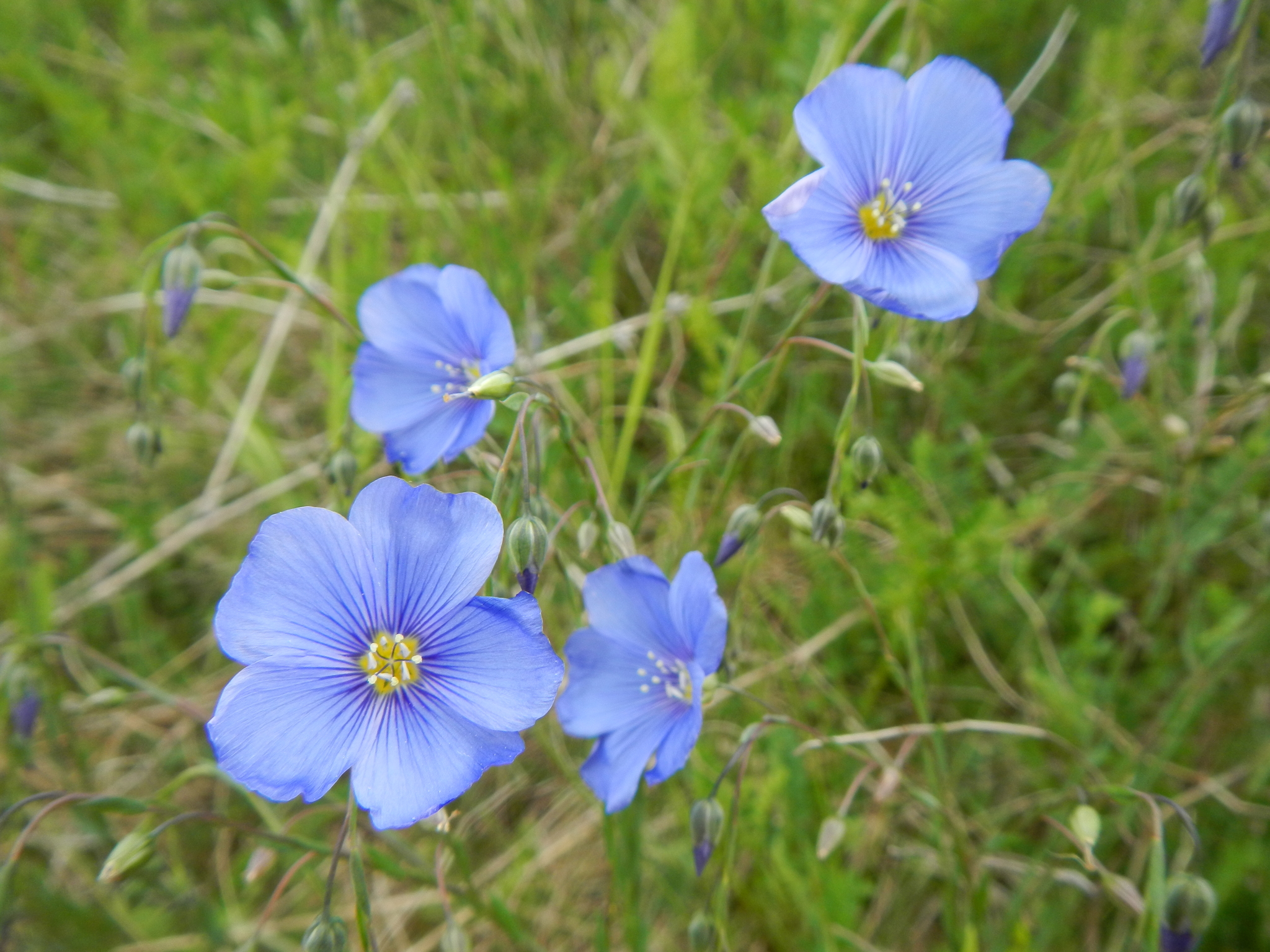 Linum perenne