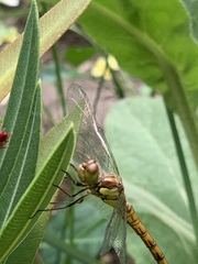 Sympetrum striolatum