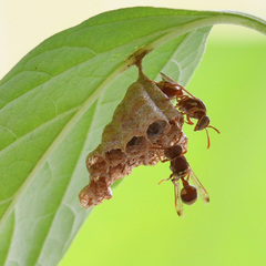 Ropalidia variegata