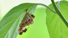 Ropalidia variegata