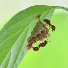 Ropalidia variegata