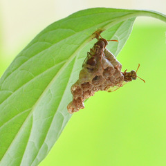 Ropalidia variegata