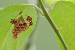 Ropalidia variegata