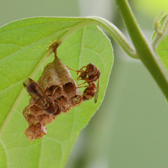 Ropalidia variegata