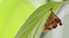 Ropalidia variegata