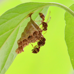 Ropalidia variegata