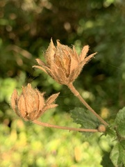 Hibiscus pedunculatus