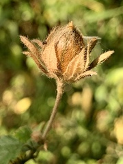 Hibiscus pedunculatus