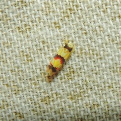 Erythroneura integra