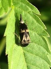 Glipa oculata