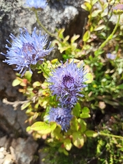 Jasione