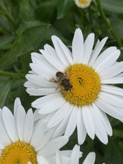 Eristalis tenax