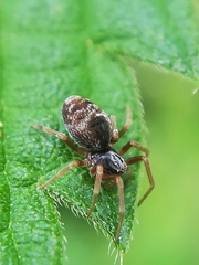 Dictyna uncinata