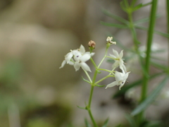 Galium pumilum