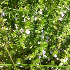 Euphrasia