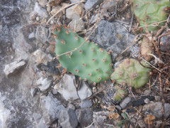 Opuntia cespitosa