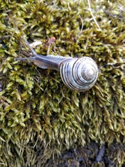 Cepaea nemoralis